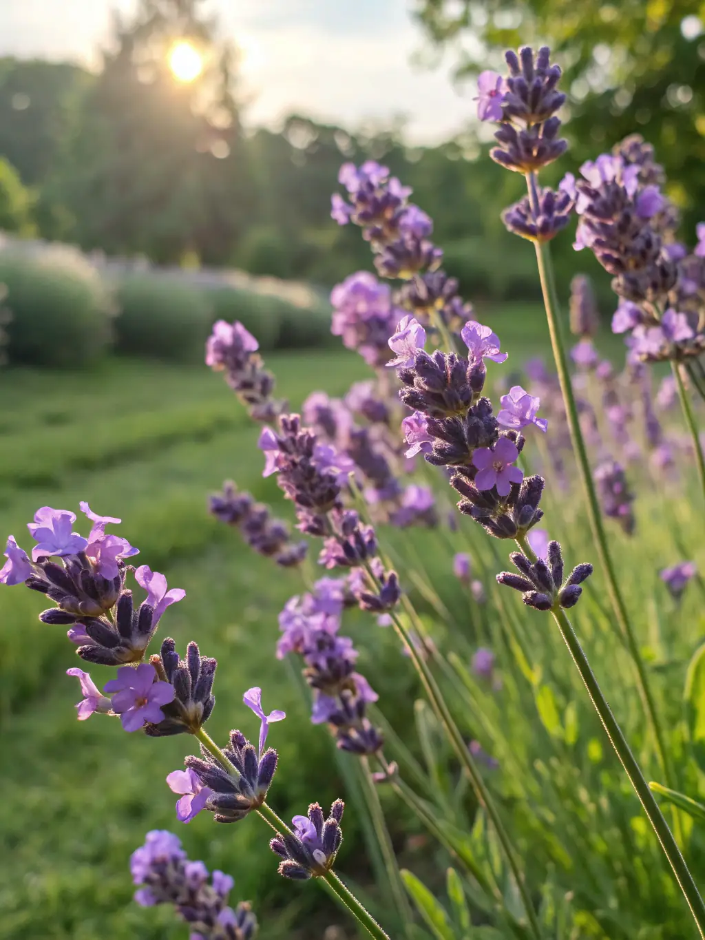 A vibrant garden with colorful flowers and healthy plants, highlighting Borja Lawn Service's gardening and planting services.